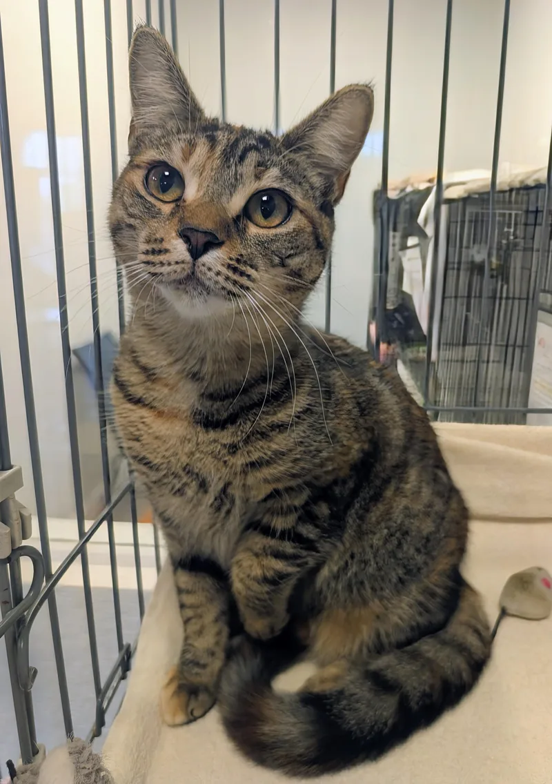 A baby medium-sized female Tabby (Buff / Tan / Fawn) Domestic Short Hair cat named Fairlee for adoption in Palm Harbor, FL