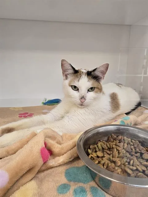 A young small-sized female Domestic Short Hair cat named Straya for adoption in Indianapolis, IN