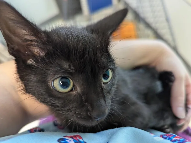 A baby small-sized male Black Domestic Short Hair cat named Flicker for adoption in Fort Walton Beach, FL