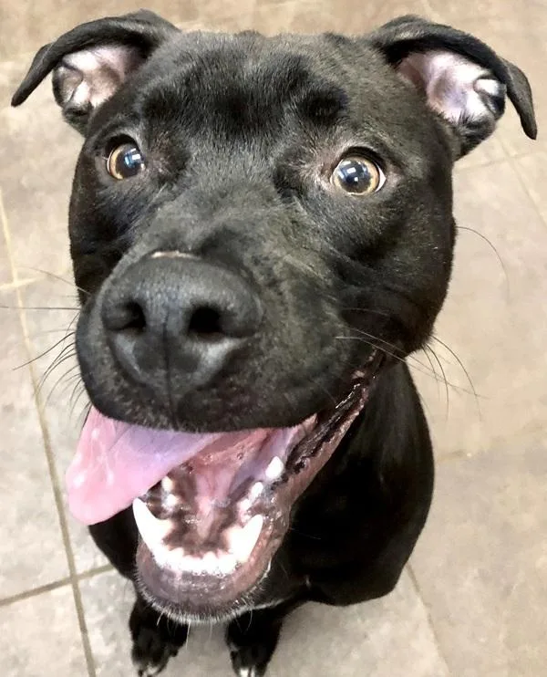Otis