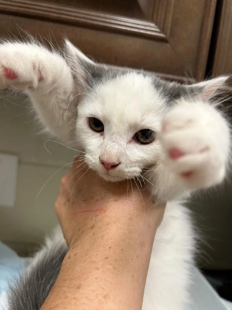 A baby small-sized male Domestic Medium Hair cat named 2026-09-109 for adoption in Winder, GA
