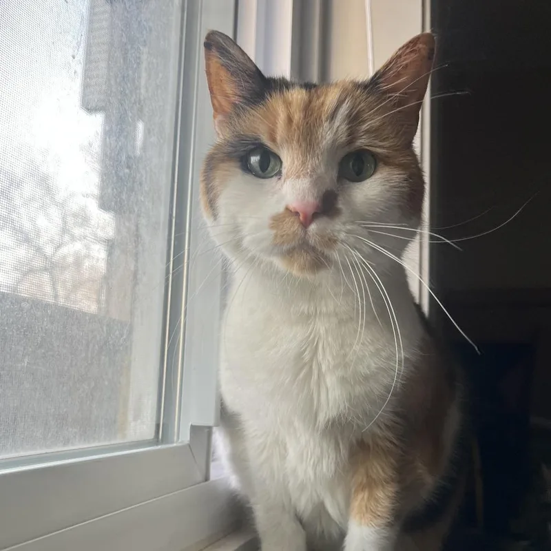 Luna Lovegood C thumbnail 2