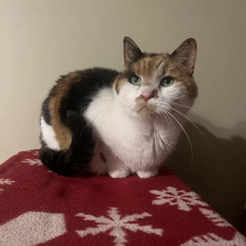 Luna Lovegood C thumbnail 3