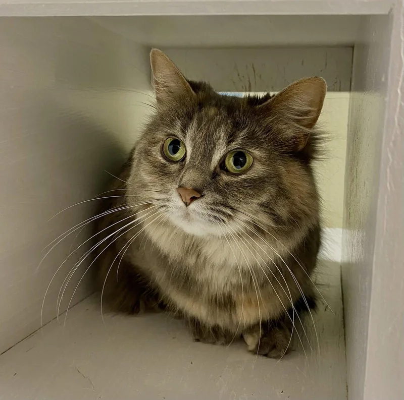 An adult medium-sized female Domestic Long Hair cat named Nesryn for adoption in Fargo, ND
