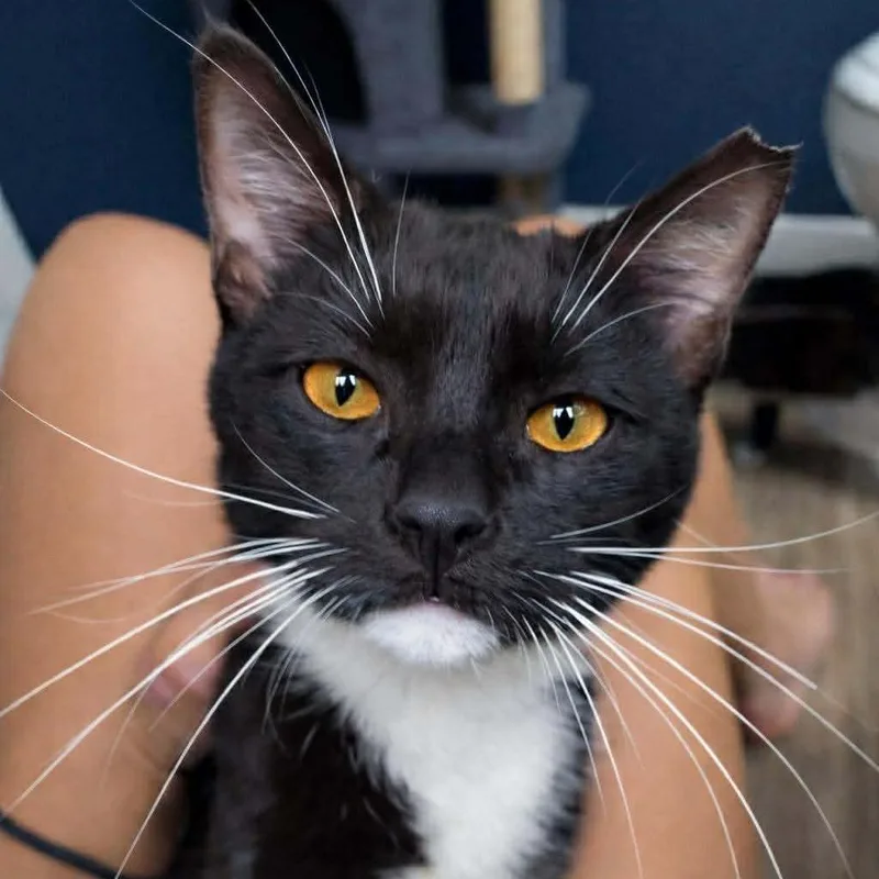 A young small-sized male Black Domestic Medium Hair cat named Sleigh Ride Higgins for adoption in Eagle Mountain, UT