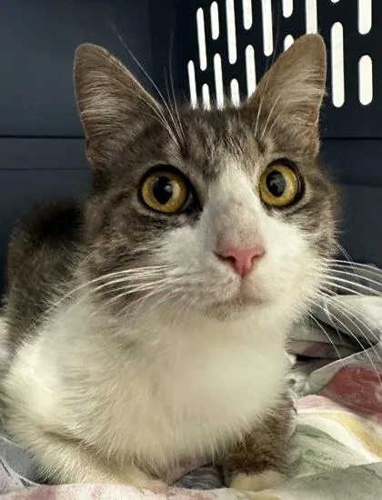 An adult small-sized female Domestic Short Hair cat named B Mona Lisa for adoption in North Charleston, SC