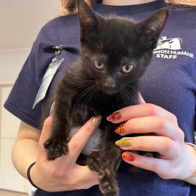 A baby small-sized female Black Domestic Short Hair cat named Hormiga for adoption in South Elgin, IL