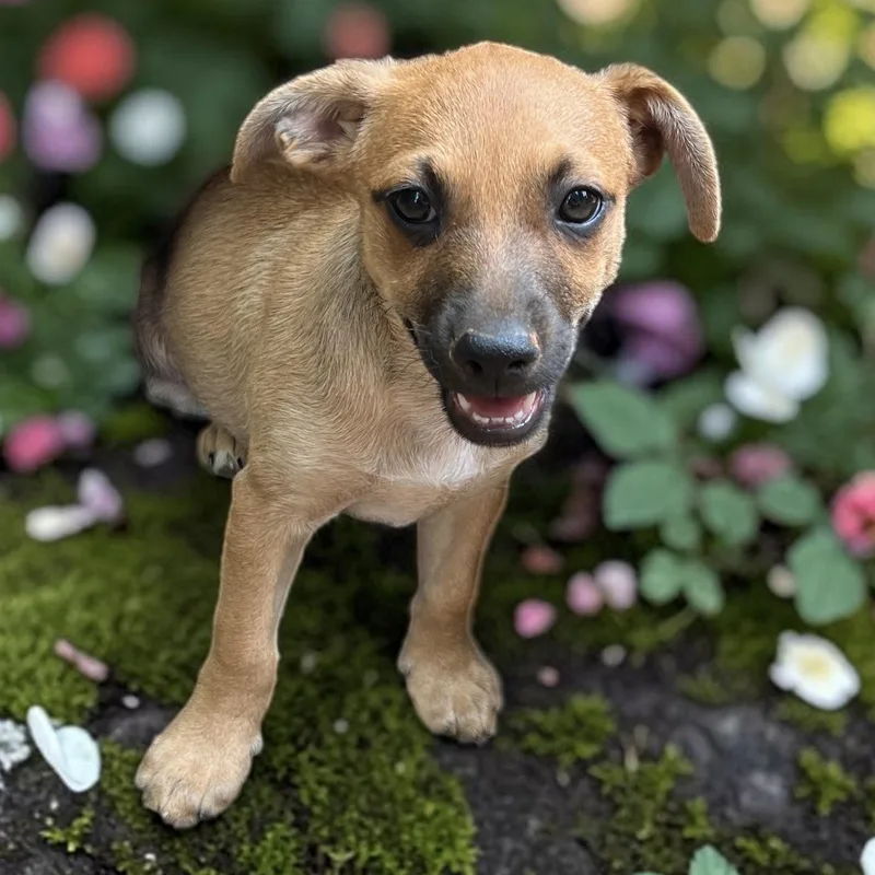 A baby medium-sized male Brown / Chocolate Chihuahua dog named Ducky for adoption in Cedar Mountain, NC