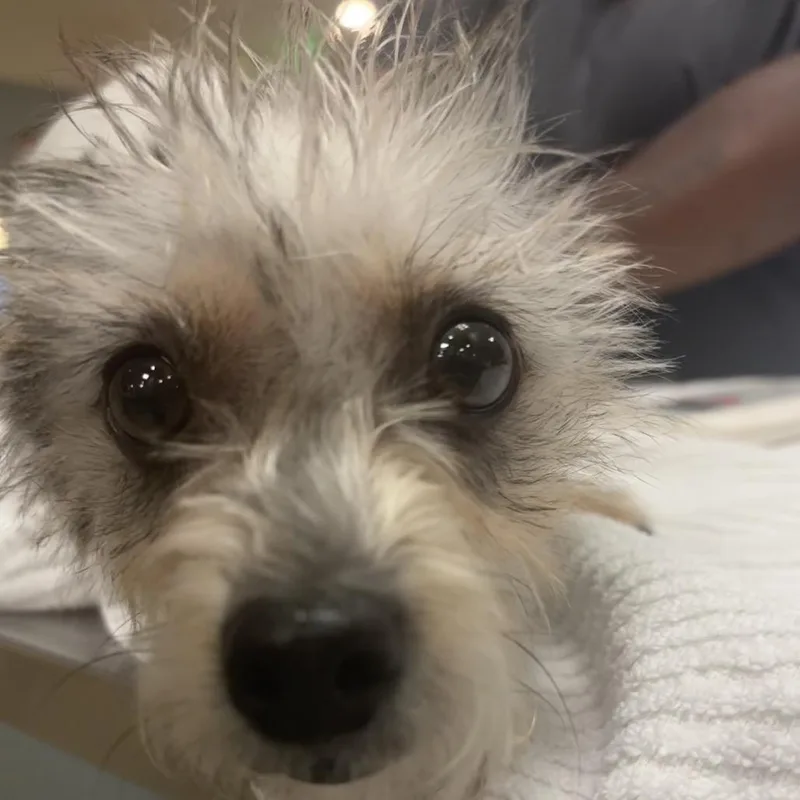 An adult small-sized female Yellow / Tan / Blond / Fawn Mixed Breed dog named Dallas for adoption in Jacksonville, FL