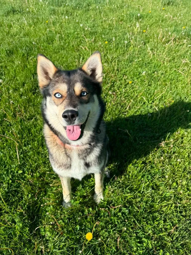 A young large-sized female Norwegian Elkhound dog named Signy for adoption in Viroqua, WI