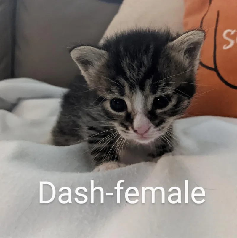 An adult small-sized female Brown / Chocolate Domestic Short Hair cat named Dashc for adoption in East Saint Louis, IL
