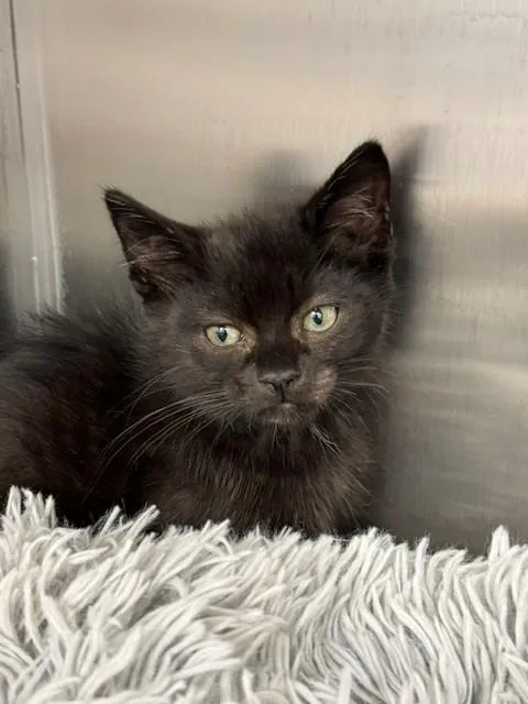 A baby small-sized male Domestic Short Hair cat named Buddy for adoption in Naples, FL