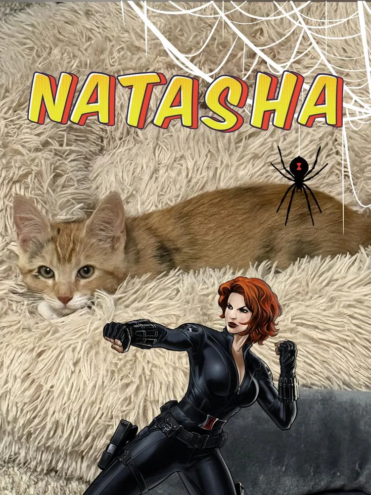 A baby small-sized female Domestic Short Hair cat named Natasha for adoption in Ferndale, MI