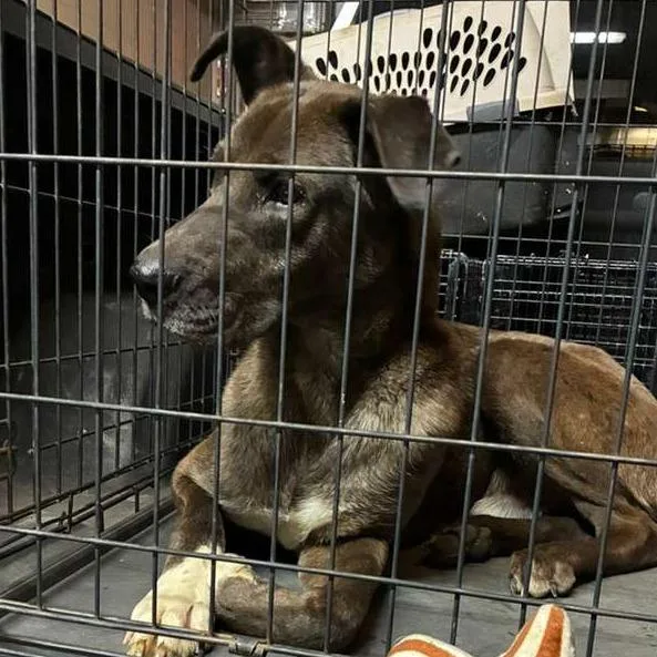 An adult large-sized male Brown / Chocolate Mixed Breed dog named Madden for adoption in Gadsden, AL