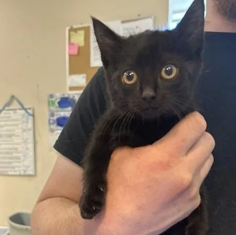 A baby small-sized female Black Domestic Short Hair cat named Wiz for adoption in Elyria, OH