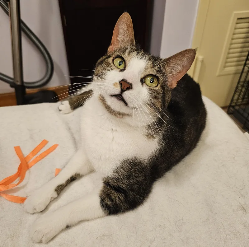 An adult medium-sized female Tabby (Brown / Chocolate) Domestic Short Hair cat named Rain for adoption in Ridgefield, CT