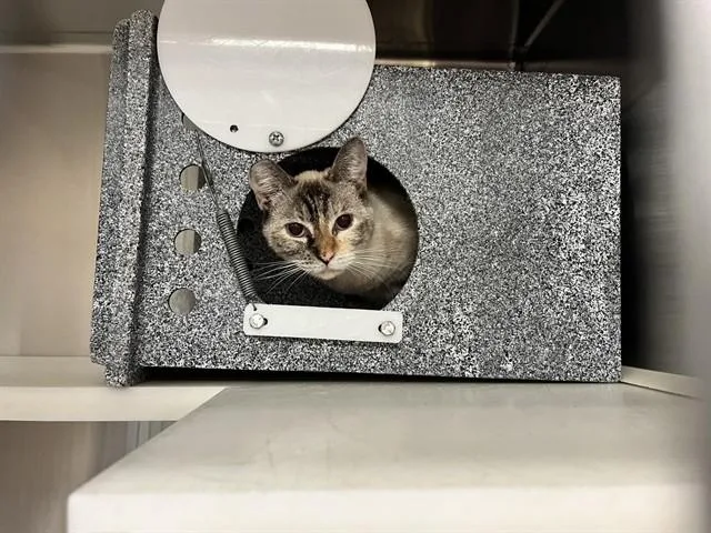 A young medium-sized female Domestic Short Hair cat named Jolley for adoption in Colorado Springs, CO