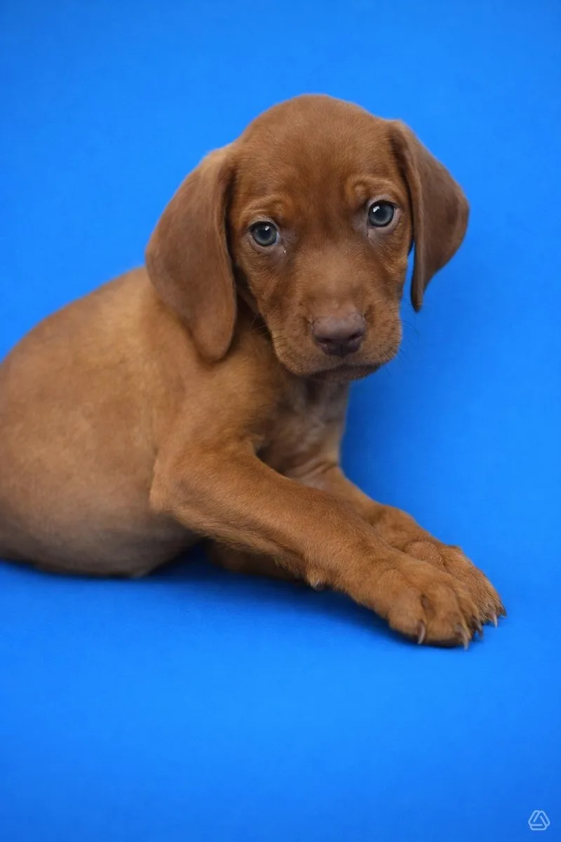 A baby medium-sized male Red / Chestnut / Orange Doberman Pinscher dog named Halibut for adoption in Aguanga, CA