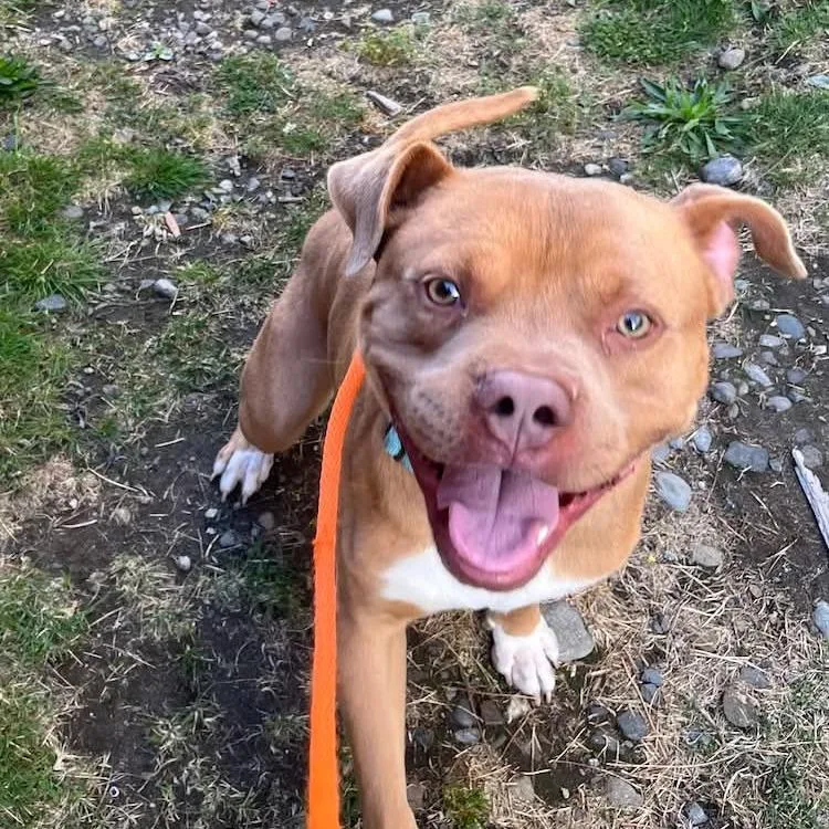 An adult medium-sized male Pit Bull Terrier dog named Wrench for adoption in Tacoma, WA