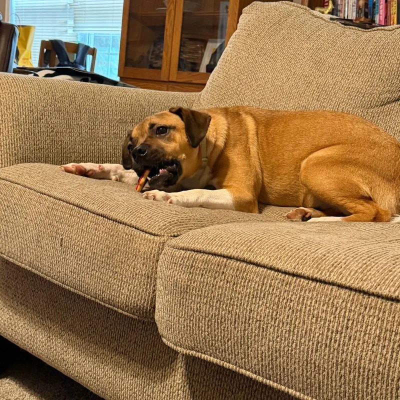 A young medium-sized female Brown / Chocolate Mixed Breed dog named Maple for adoption in Asheville, NC