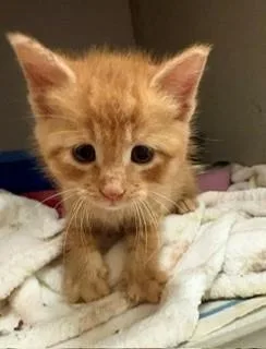 A baby medium-sized male Tabby (Orange / Red) Domestic Short Hair cat named Cheddar for adoption in Mason City, IA