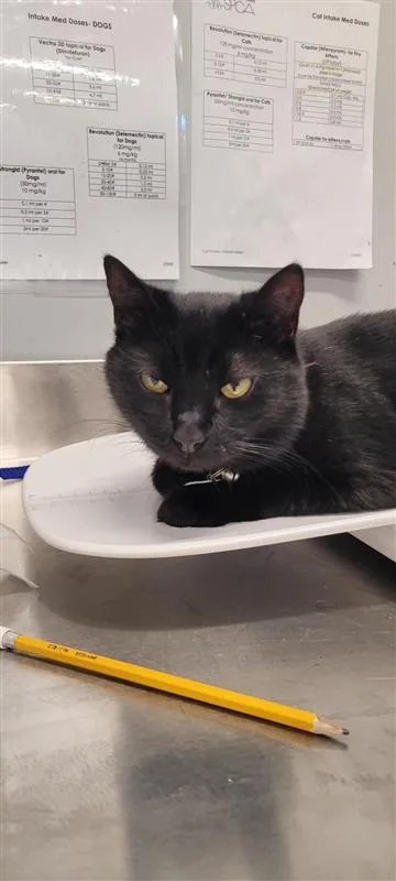 An adult small-sized female Domestic Short Hair cat named Midnight for adoption in West Chester, PA