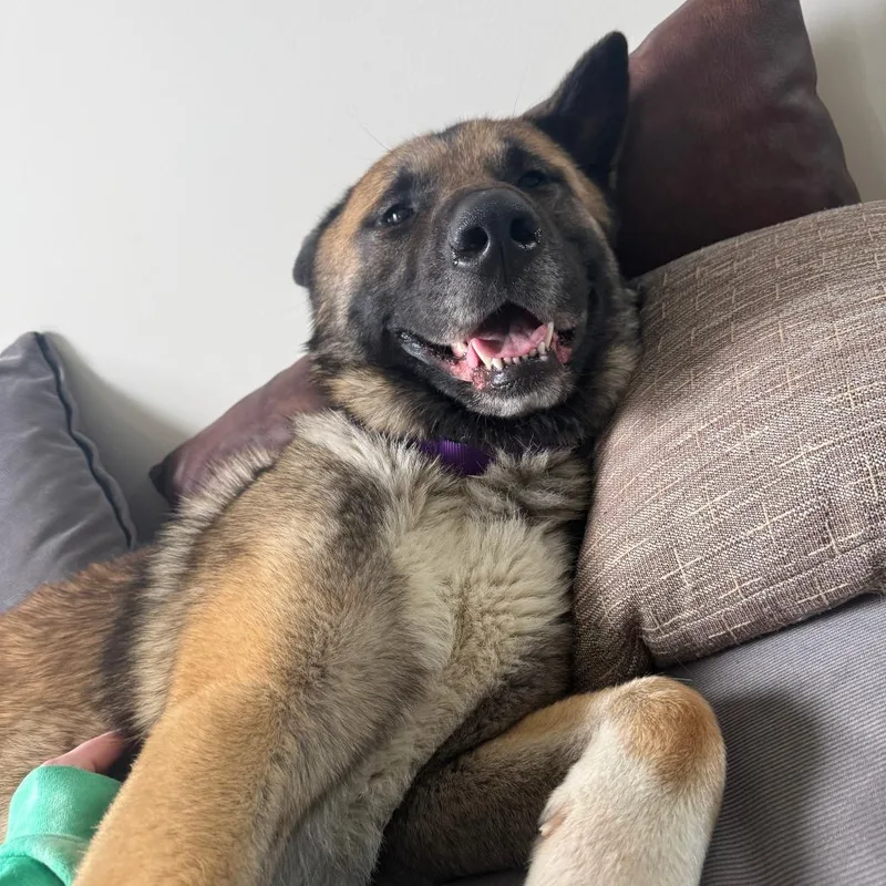 An adult extra large-sized male Brown / Chocolate Akita dog named Worf for adoption in Philadelphia, PA