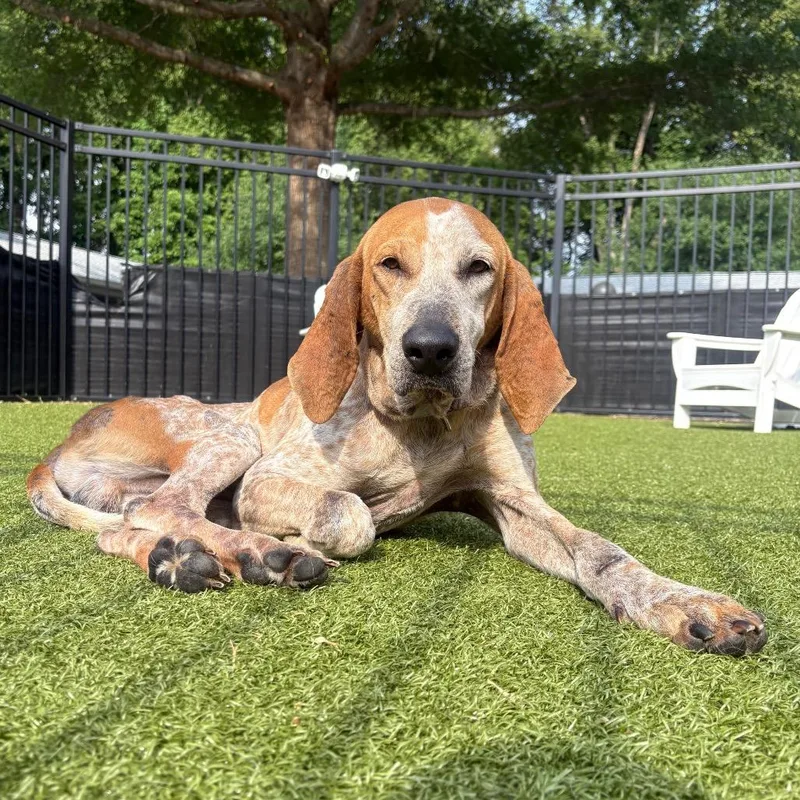 An adult large-sized male English Coonhound dog named Dalton for adoption in Charlottesville, VA