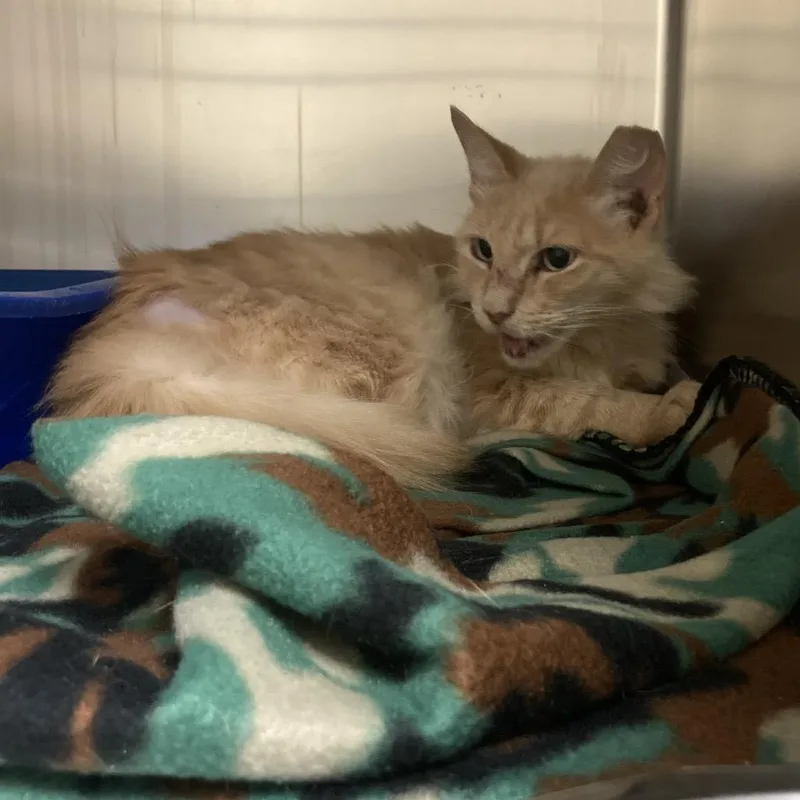 A senior small-sized female Orange / Red Domestic Medium Hair cat named Cam for adoption in Galveston, TX