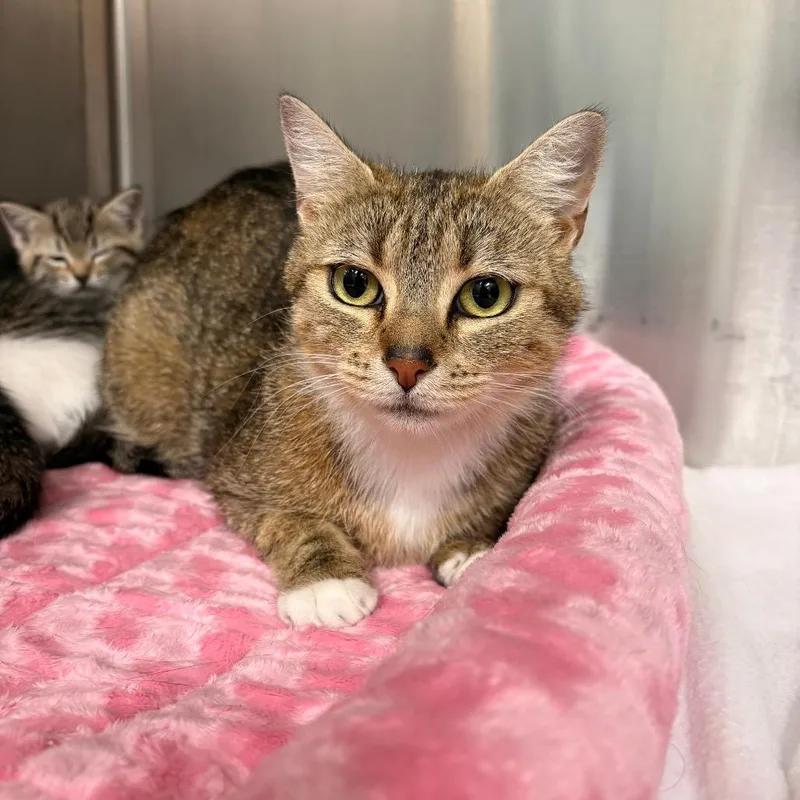 A young small-sized female Brown / Chocolate Domestic Short Hair cat named Canela for adoption in Fredericksburg, VA