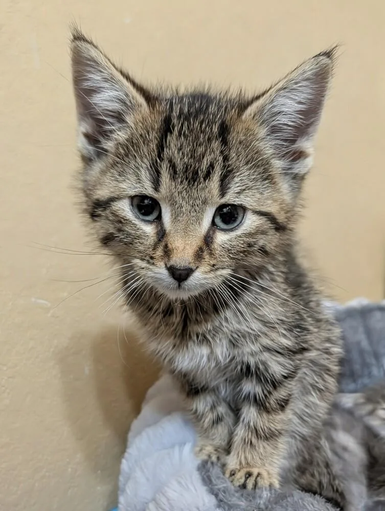 A baby medium-sized male Tabby (Brown / Chocolate) Domestic Short Hair cat named Thor for adoption in Westfield, WI