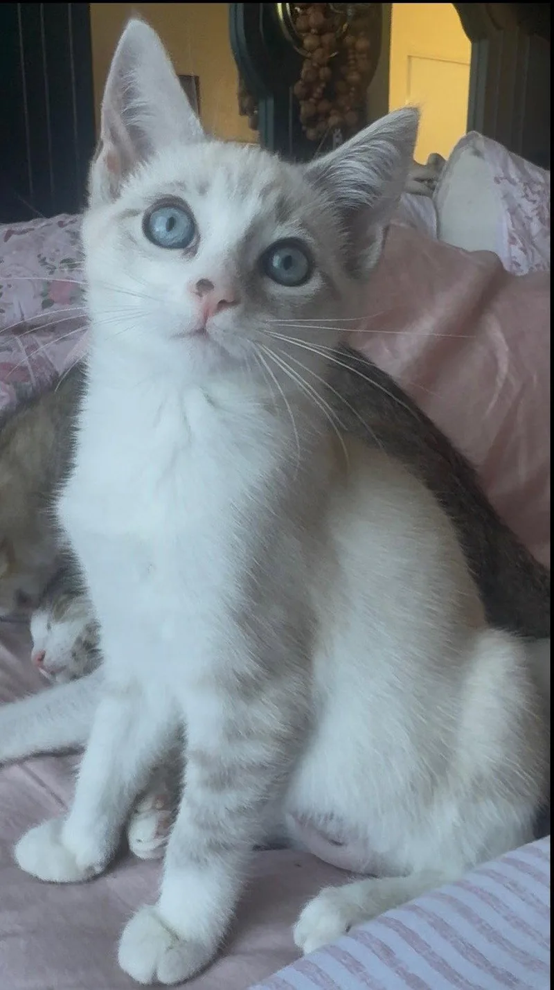 A baby medium-sized female White Domestic Short Hair cat named Darling Demure Duchess for adoption in San Luis Obispo, CA