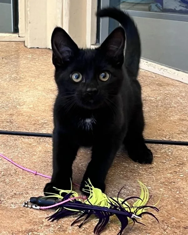 A baby small-sized male Domestic Short Hair cat named Phuket for adoption in Novato, CA
