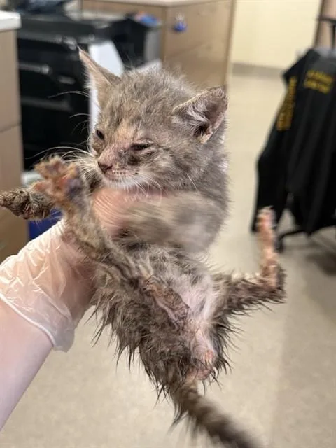 A baby small-sized female Domestic Short Hair cat named Dot Tattler for adoption in Louisville, KY