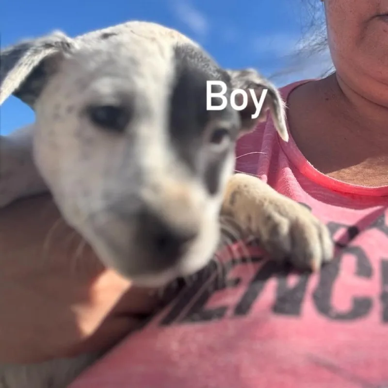 A baby medium-sized male Cattle Dog dog named Tongs for adoption in Tacoma, WA