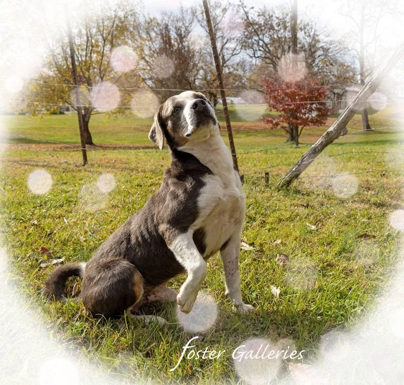 An adult medium-sized male Coonhound dog named Ariat for adoption in Spring Hill, TN