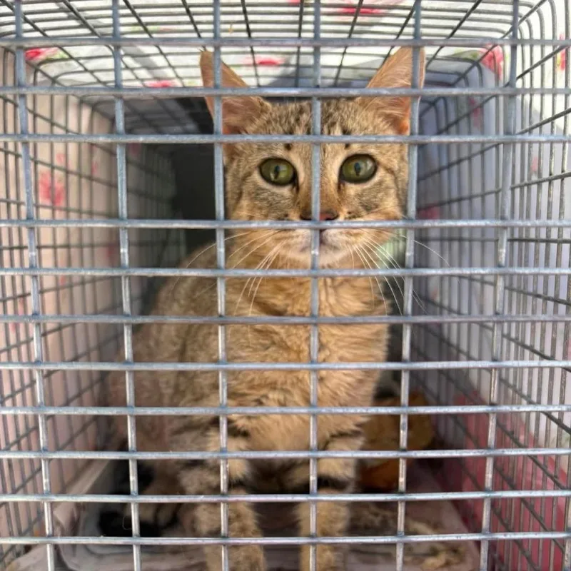 A young small-sized female Brown / Chocolate Domestic Short Hair cat named Summer for adoption in Brighton, MO