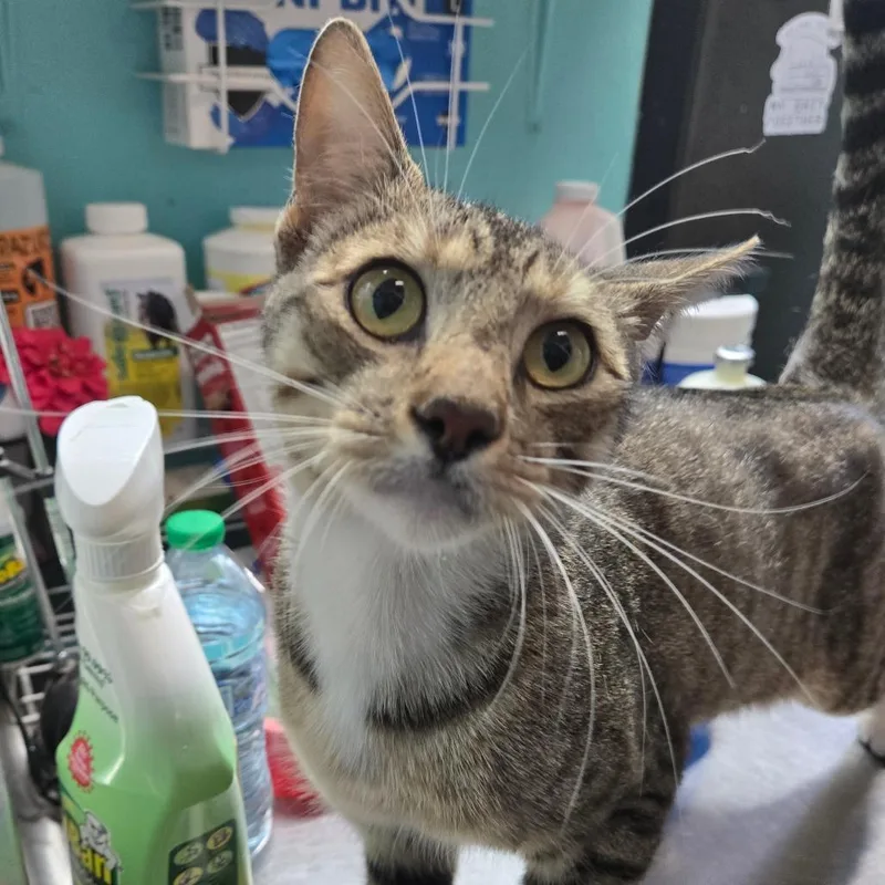 An adult medium-sized male Tabby (Brown / Chocolate) Domestic Short Hair cat named Gonzo for adoption in Graham, TX