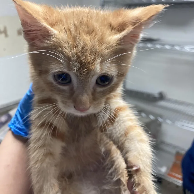 A baby small-sized male Orange / Red Domestic Short Hair cat named Spotify for adoption in Philadelphia, PA