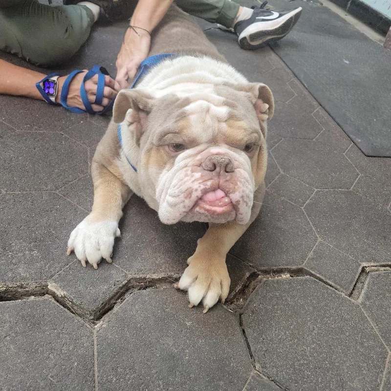 An adult medium-sized male English Bulldog dog named Frankie for adoption in Spring, TX