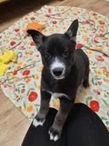 Love Bug thumbnail 2