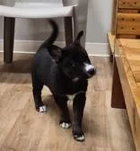 Love Bug thumbnail 3