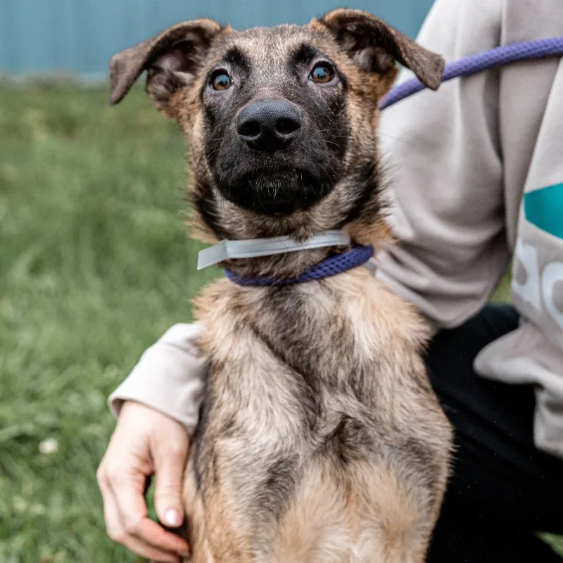 A young small-sized male Black Belgian Shepherd / Malinois dog named Bruce Lee for adoption in Tomah, WI