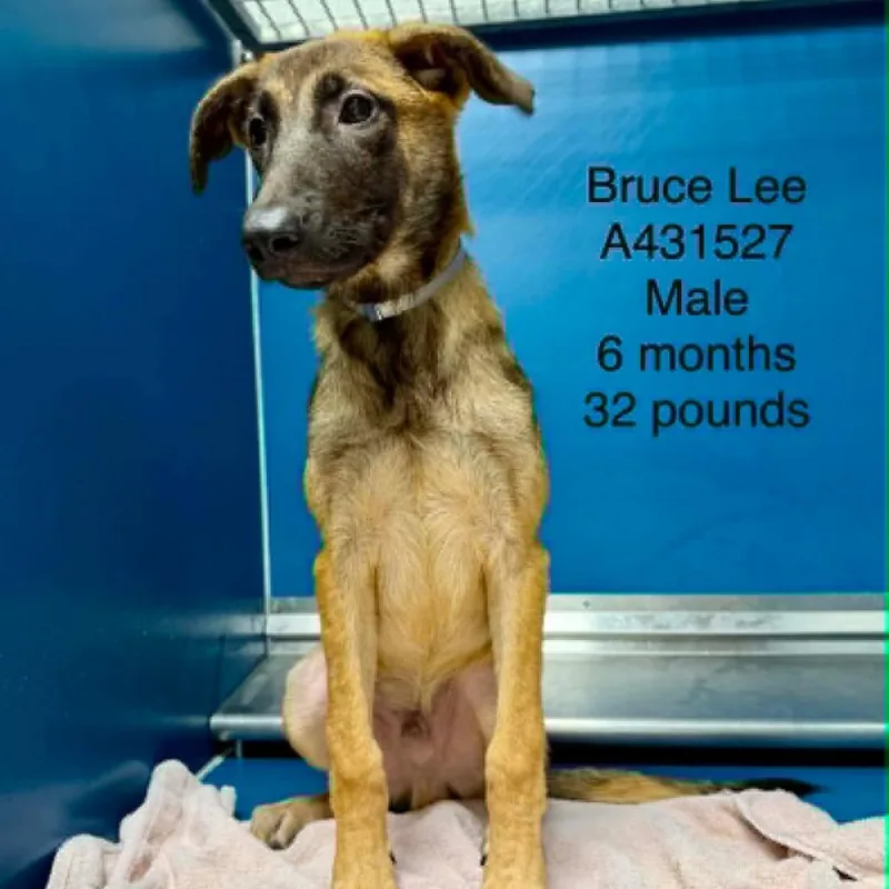 Bruce Lee thumbnail 2