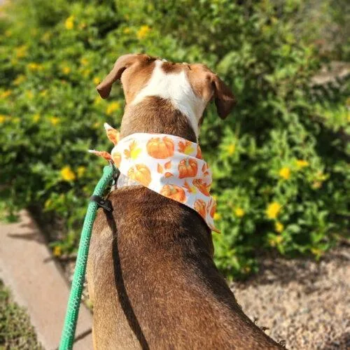 A baby medium-sized male Brown / Chocolate Boxer dog named Pickles for adoption in Glendale, AZ