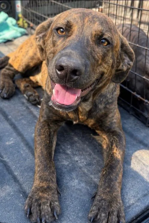 A baby medium-sized male Brindle Labrador Retriever dog named Lunchbox for adoption in Kiln, MS