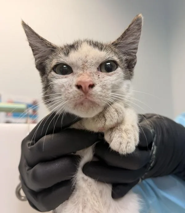 A baby small-sized male Domestic Short Hair cat named Wybie for adoption in San Diego, CA