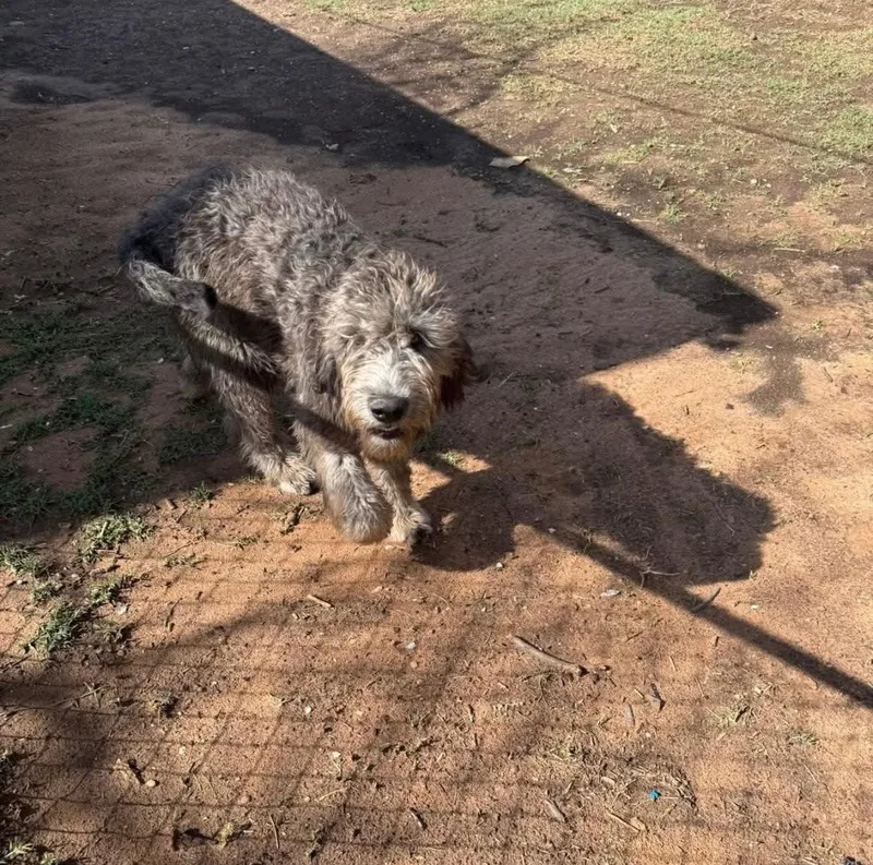 A young medium-sized female Australian Shepherd dog named Petra for adoption in Grafton, WI
