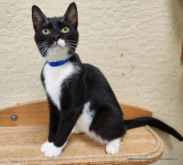 A young small-sized male Black & White / Tuxedo Tuxedo cat named TRex for adoption in Parlier, CA