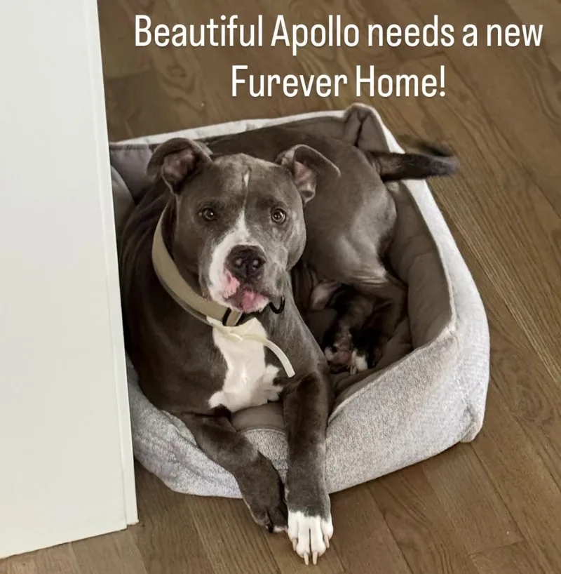 An adult large-sized male Gray / Blue / Silver American Bully dog named Apollo for adoption in Pompton Plains, NJ